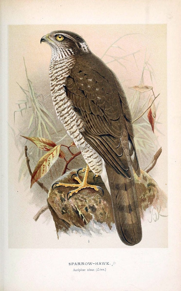 Coloured figures of the birds of the British Islands. v.1London :R. H. Porter,1885-1897. | Vintage Print Reproduction 448751