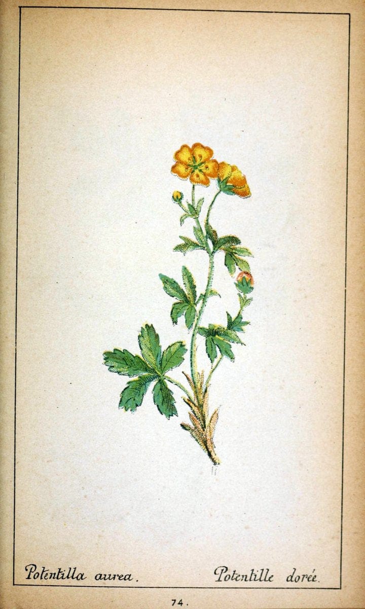 Choix de plantes de l'Europe centrale et particuliÃ¨rement de la Suisse et de la SavoieGe | Europe Central "Pictorial works" Plants "Savoy (France and Italy)" Switzerland  | Vintage Reproduction 448756
