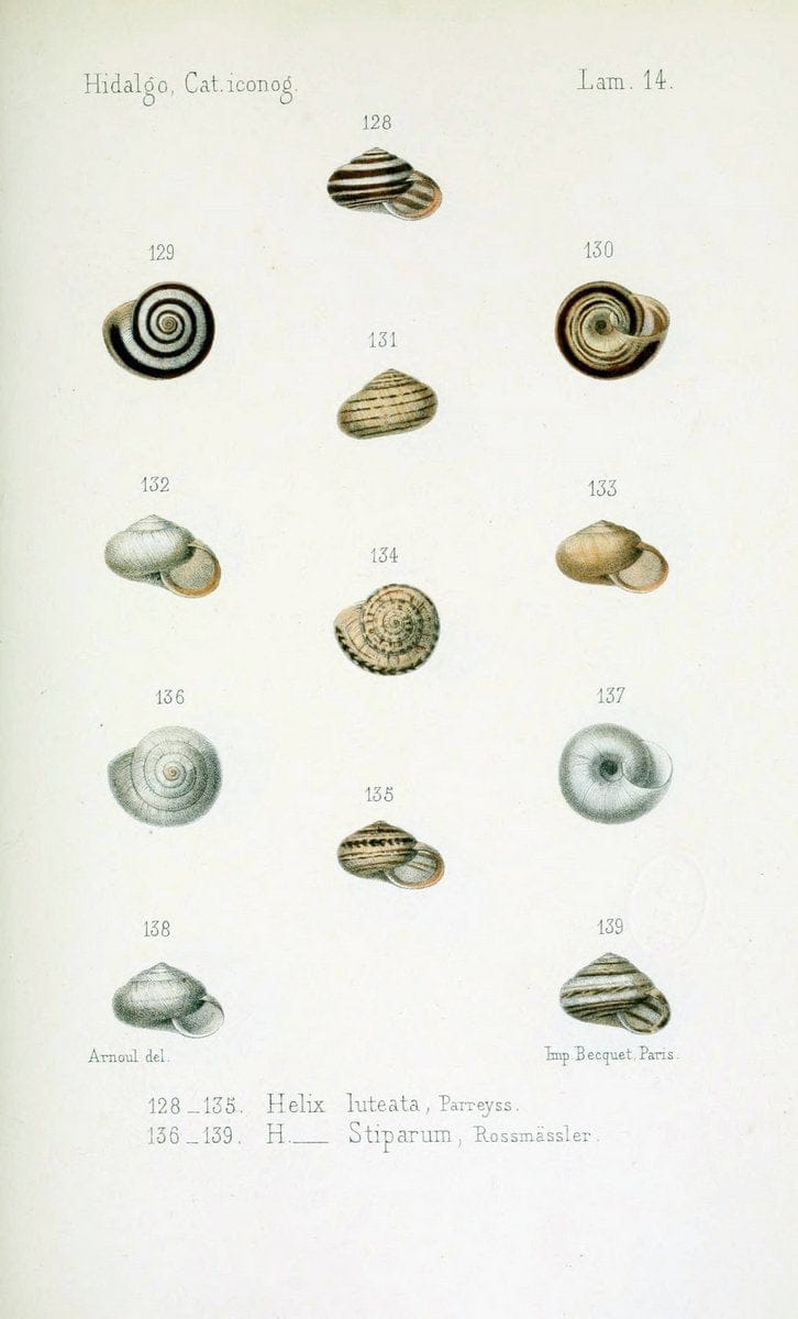 Catalogo iconografico y descriptivo de los moluscos terrestres de EspaÃ Â±a, Portugal y la | "Balearic Islands" Mollusks Portugal Spain  | Vintage Print Reproduction 448760