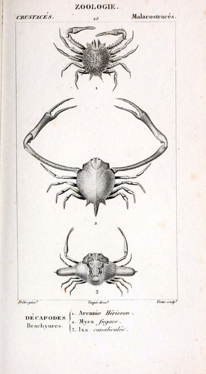 ConsidÃ©rations gÃ©nÃ©rales sur la classe des crustacÃ©s :.Paris :F.G. Levrault,1825.  | Crustacea France Zoology  | Vintage Print Reproduction 448765