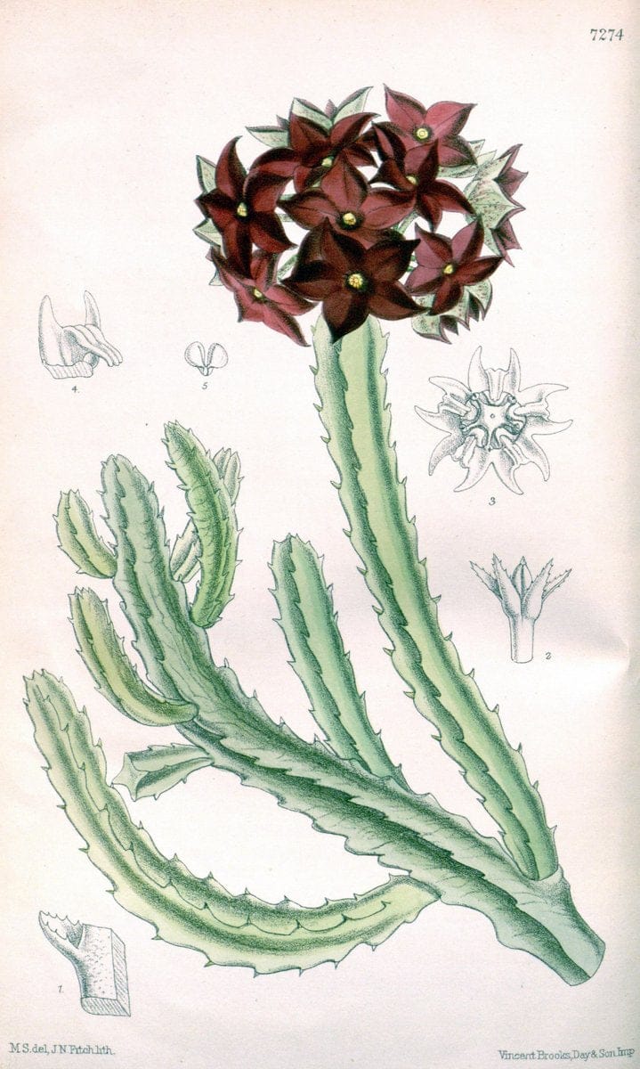 Curtis's botanical magazine. London ; New York [etc.] :Academic Press [etc.]. | "Botanical illustration" Botany Periodicals "Pictorial works" "Plants, Ornamental"  | Vintage Print Reproduction 448766