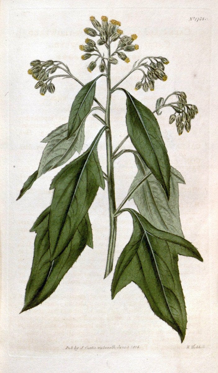 Curtis's botanical magazine. London ; New York [etc.] :Academic Press [etc.]. | "Botanical illustration" Botany Periodicals "Pictorial works" "Plants, Ornamental"  | Vintage Print Reproduction 448767