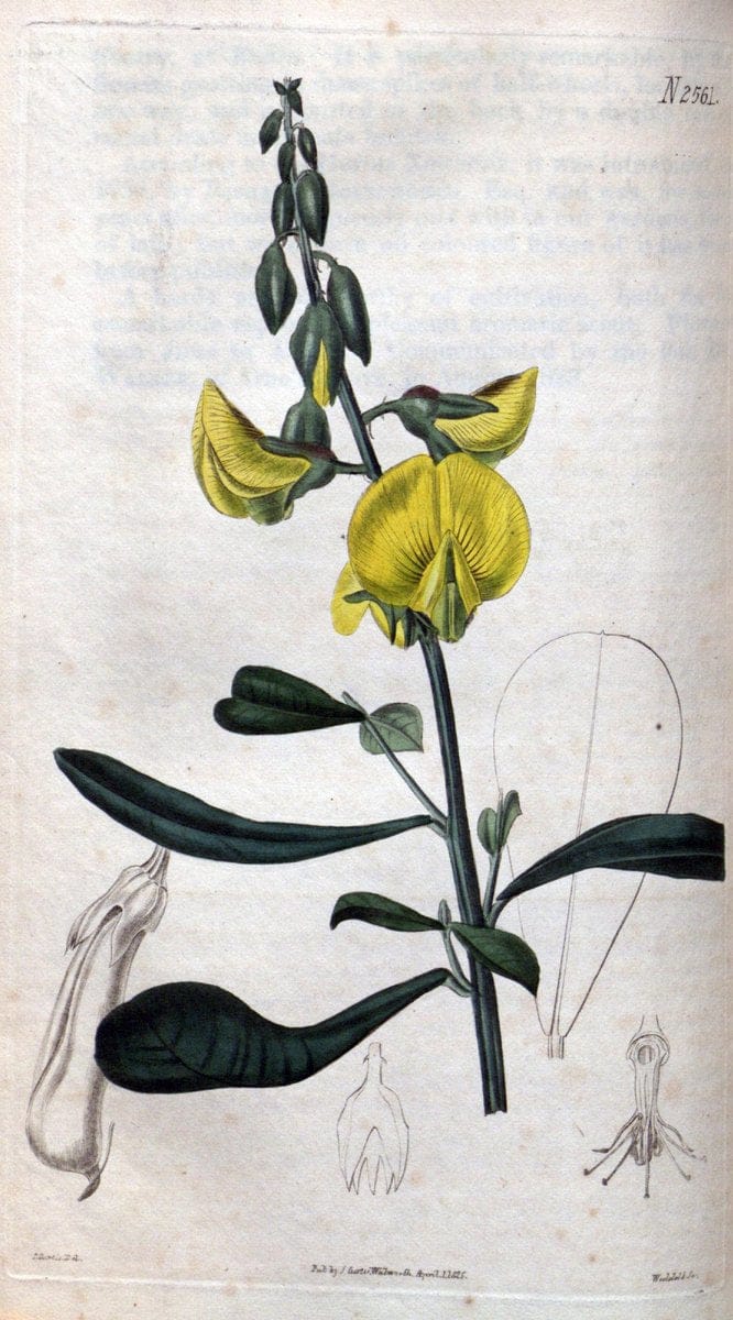 Curtis's botanical magazine. London ; New York [etc.] :Academic Press [etc.]. | "Botanical illustration" Botany Periodicals "Pictorial works" "Plants, Ornamental"  | Vintage Print Reproduction 448774