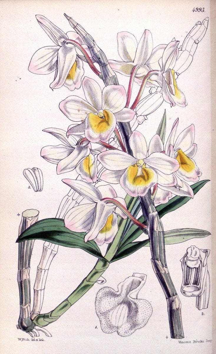 Curtis's botanical magazine. London ; New York [etc.] :Academic Press [etc.]. | "Botanical illustration" Botany Periodicals "Pictorial works" "Plants, Ornamental"  | Vintage Print Reproduction 448775