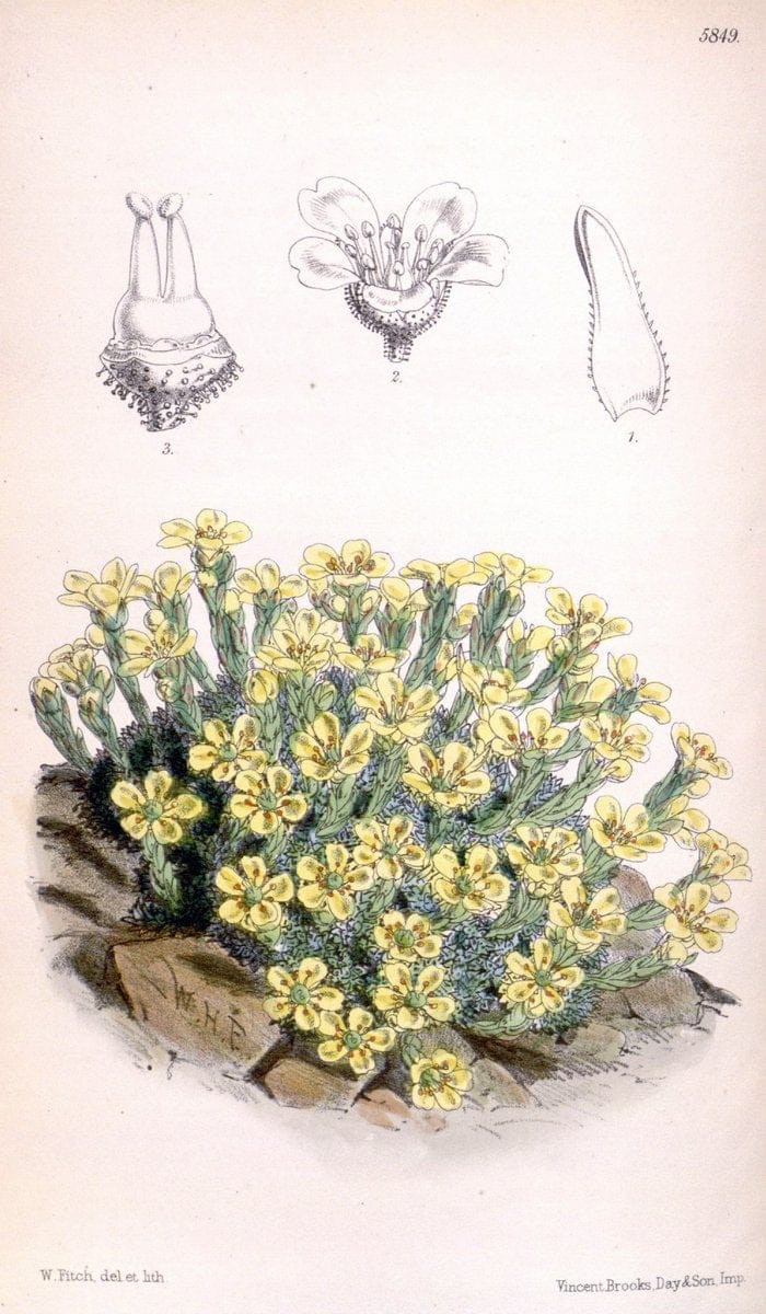 Curtis's botanical magazine. London ; New York [etc.] :Academic Press [etc.]. | "Botanical illustration" Botany Periodicals "Pictorial works" "Plants, Ornamental"  | Vintage Print Reproduction 448776