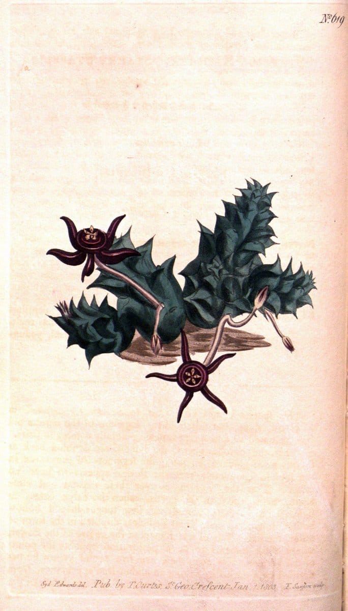 Curtis's botanical magazine. London ;New York [etc.] :Academic Press [etc.]. | Botany Periodicals "Pictorial works"  | Vintage Print Reproduction 448784