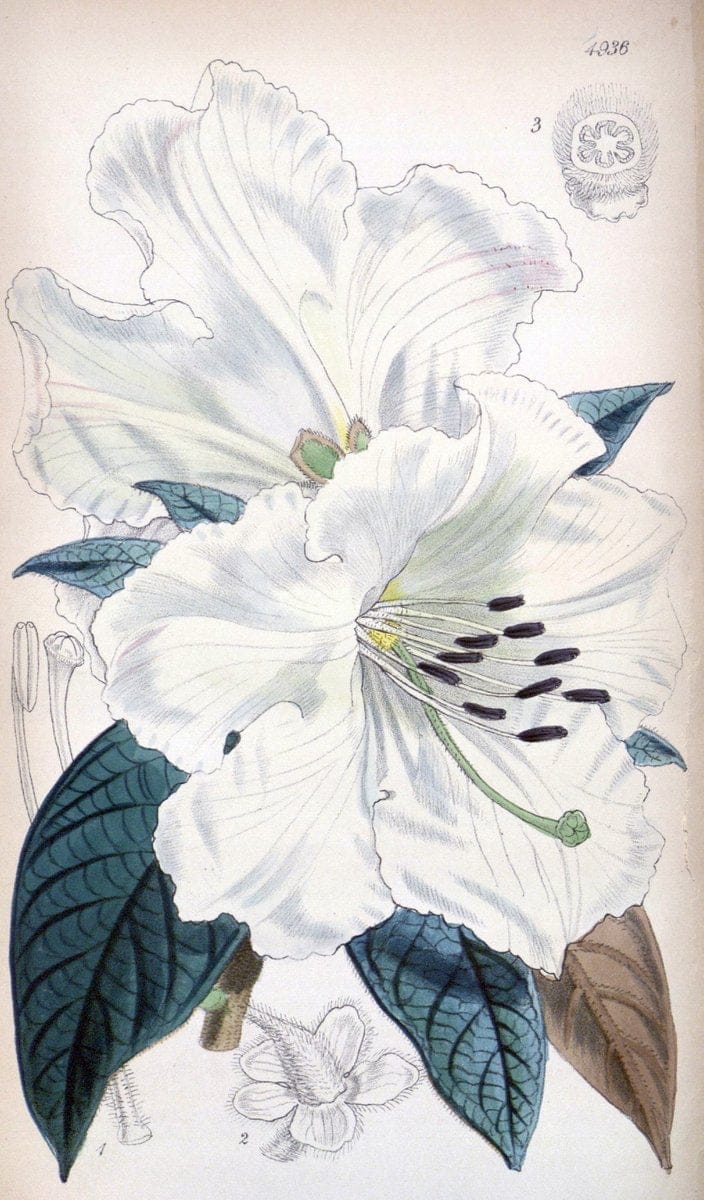 Curtis's botanical magazine. London ;New York [etc.] :Academic Press [etc.]. | Botany Periodicals "Pictorial works"  | Vintage Print Reproduction 448786