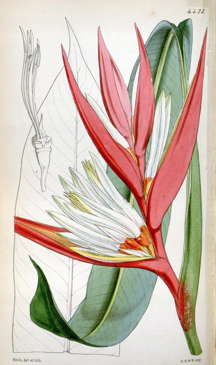 Curtis's botanical magazine. London ;New York [etc.] :Academic Press [etc.]. | Botany Periodicals "Pictorial works"  | Vintage Print Reproduction 448788