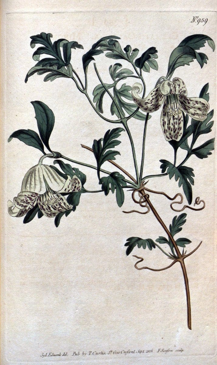 Curtis's botanical magazine. London ;New York [etc.] :Academic Press [etc.]. | Botany Periodicals "Pictorial works"  | Vintage Print Reproduction 448789