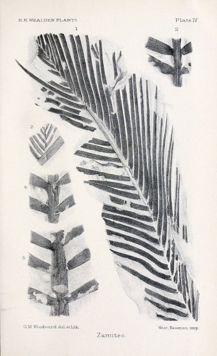 Chichen Itza, Mexico, 1895.1895. | Vintage Print Reproduction 448797