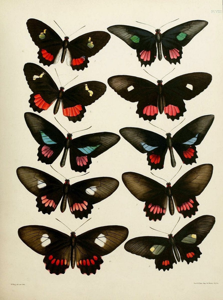 Catalogue of lepidopterous insects in the collection of the British Museum..London :Printed by order of the Trustees,1852.. |  | Vintage Print Reproduction 448799