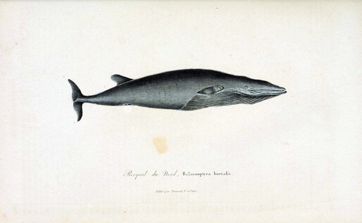 ComplÃ©ments de Buffon. t.1.Paris:P. Pourrat FrÃ¨res,1838. |  | Vintage Print Reproduction 448801