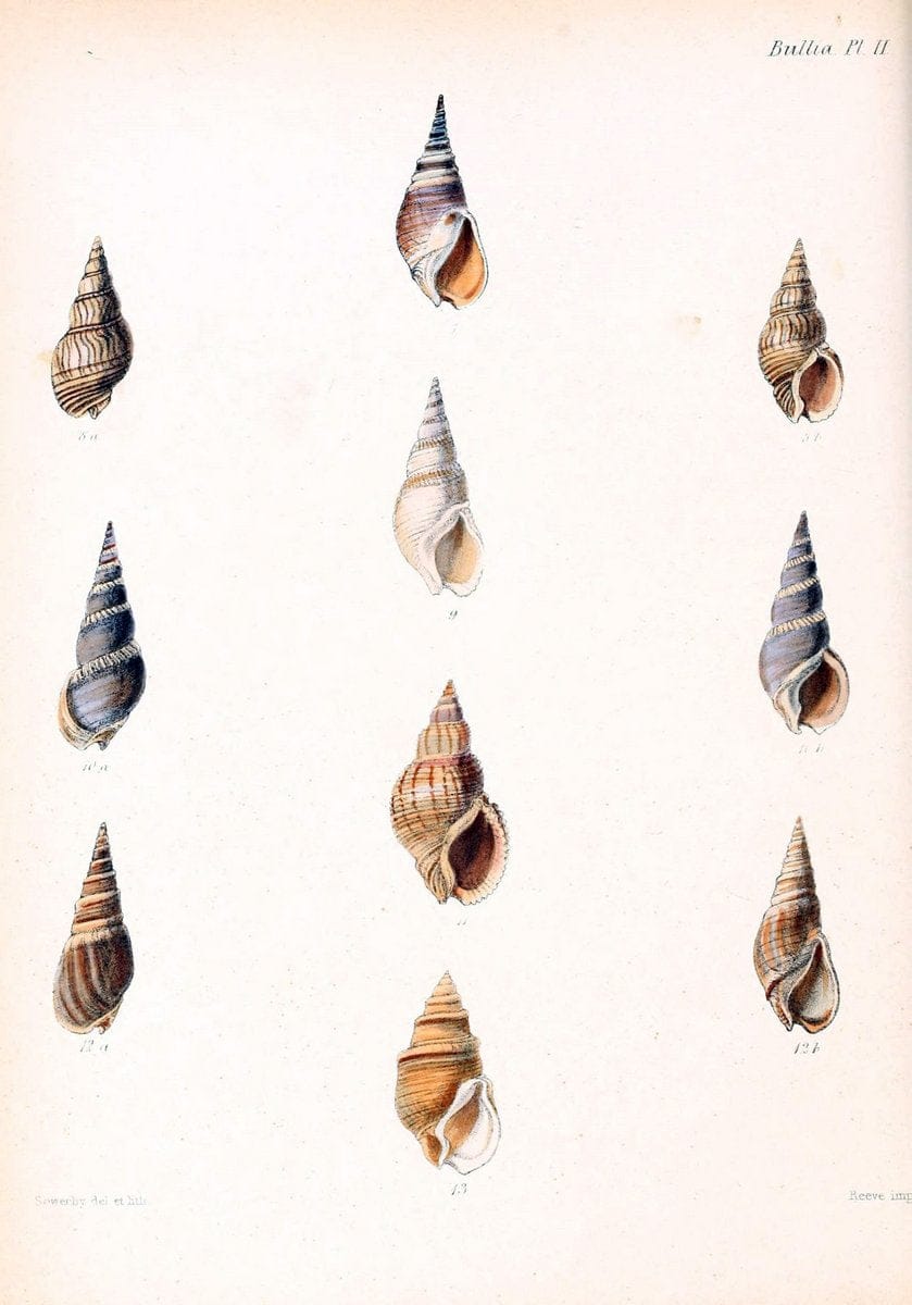 Conchologia iconica, or, Illustrations of the shells of molluscous animals /.London :Reeve, Brothers,1843-1878.. |  | Vintage Print Reproduction 448803