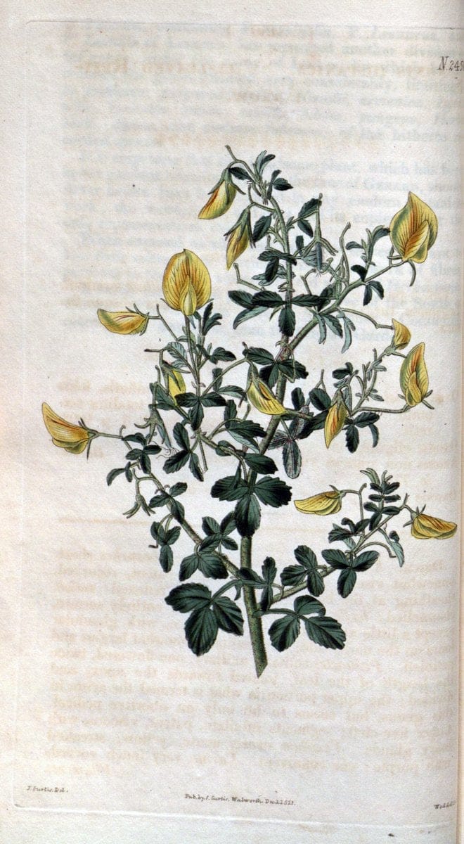 Curtis's botanical magazine. London ; New York [etc.] :Academic Press [etc.]. | "Botanical illustration" Botany Periodicals "Pictorial works" "Plants, Ornamental"  | Vintage Print Reproduction 448812
