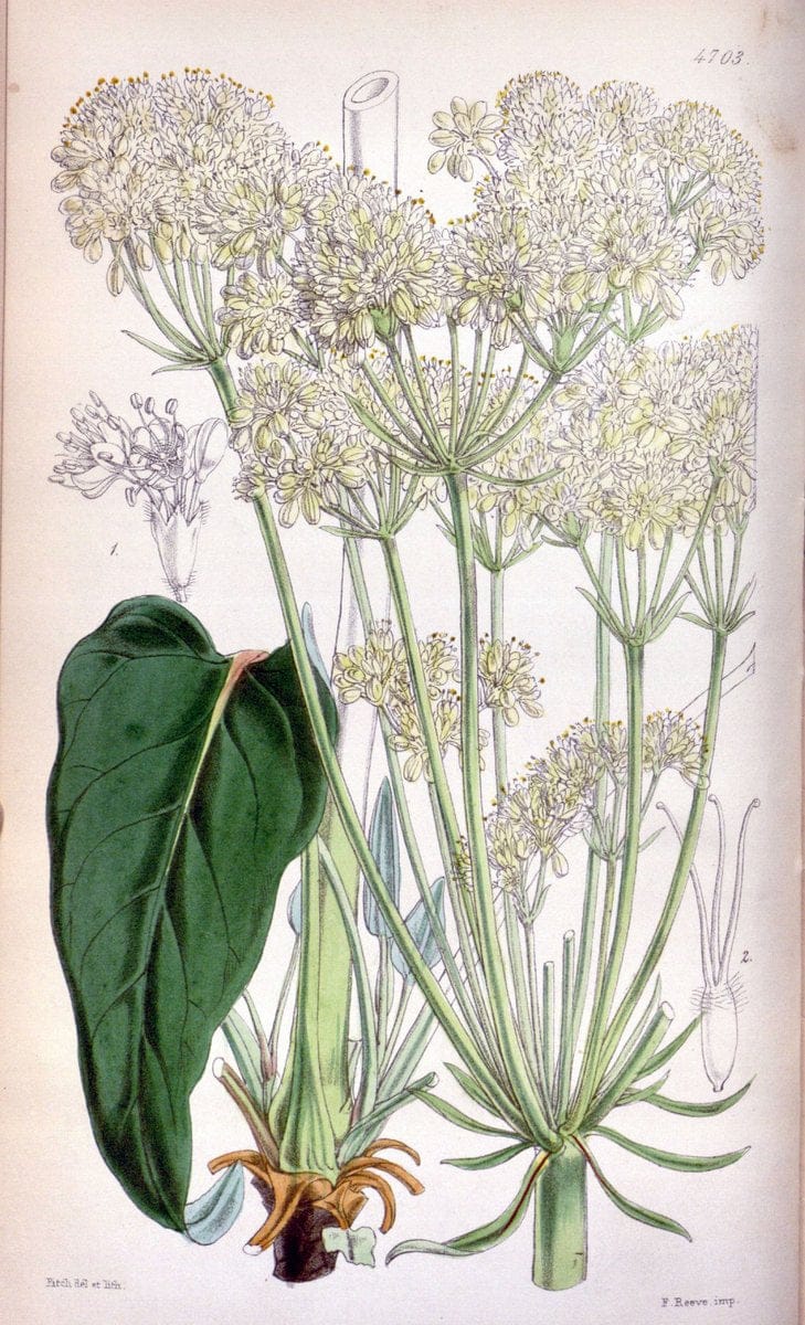 Curtis's botanical magazine. London ; New York [etc.] :Academic Press [etc.]. | "Botanical illustration" Botany Periodicals "Pictorial works" "Plants, Ornamental"  | Vintage Print Reproduction 448813