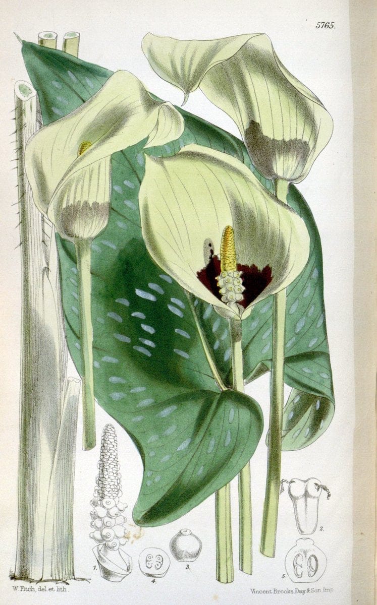 Curtis's botanical magazine. London ; New York [etc.] :Academic Press [etc.]. | "Botanical illustration" Botany Periodicals "Pictorial works" "Plants, Ornamental"  | Vintage Print Reproduction 448815