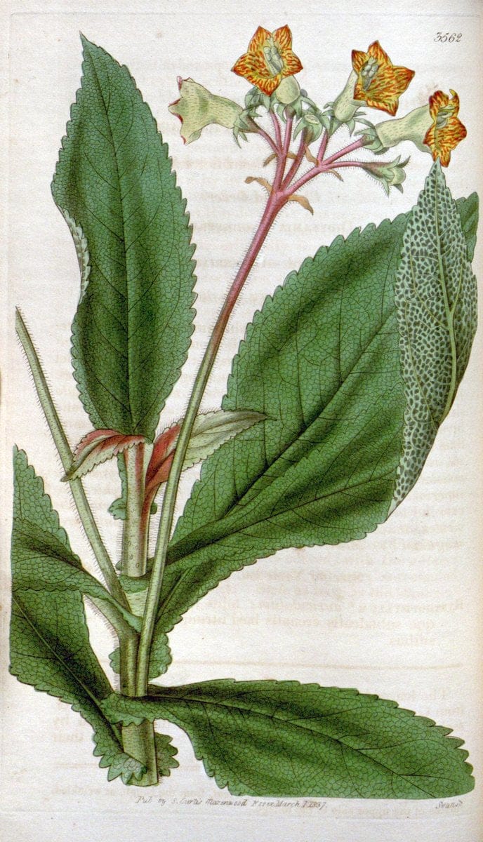 Curtis's botanical magazine. London ; New York [etc.] :Academic Press [etc.]. | "Botanical illustration" Botany Periodicals "Pictorial works" "Plants, Ornamental"  | Vintage Print Reproduction 448816
