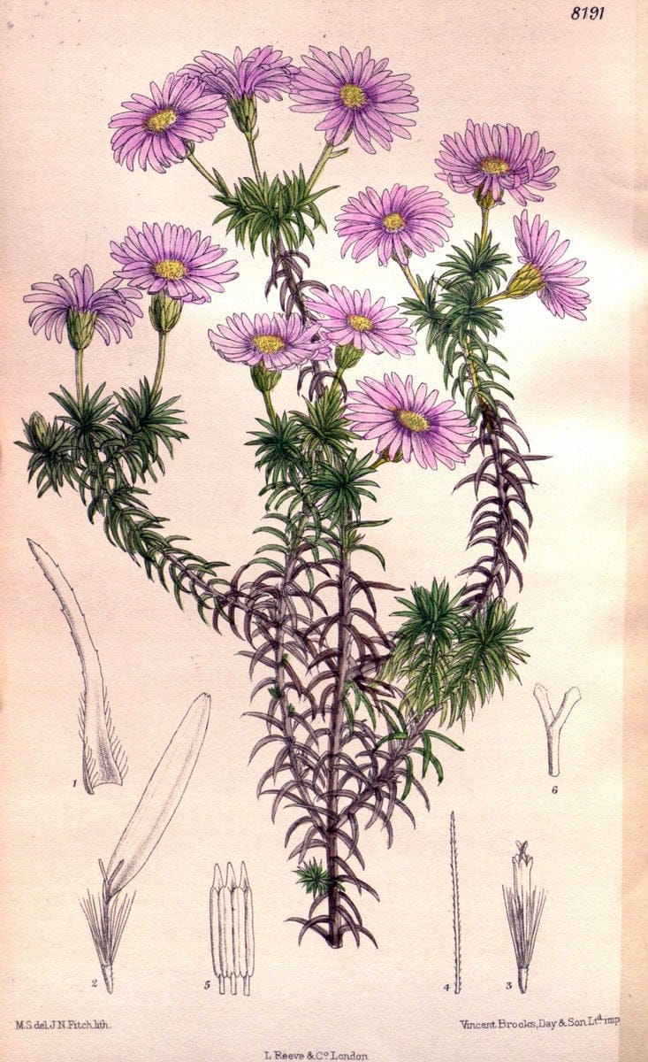 Curtis's botanical magazine. London ; New York [etc.] :Academic Press [etc.]. | "Botanical illustration" Botany Periodicals "Pictorial works" "Plants, Ornamental"  | Vintage Print Reproduction 448820