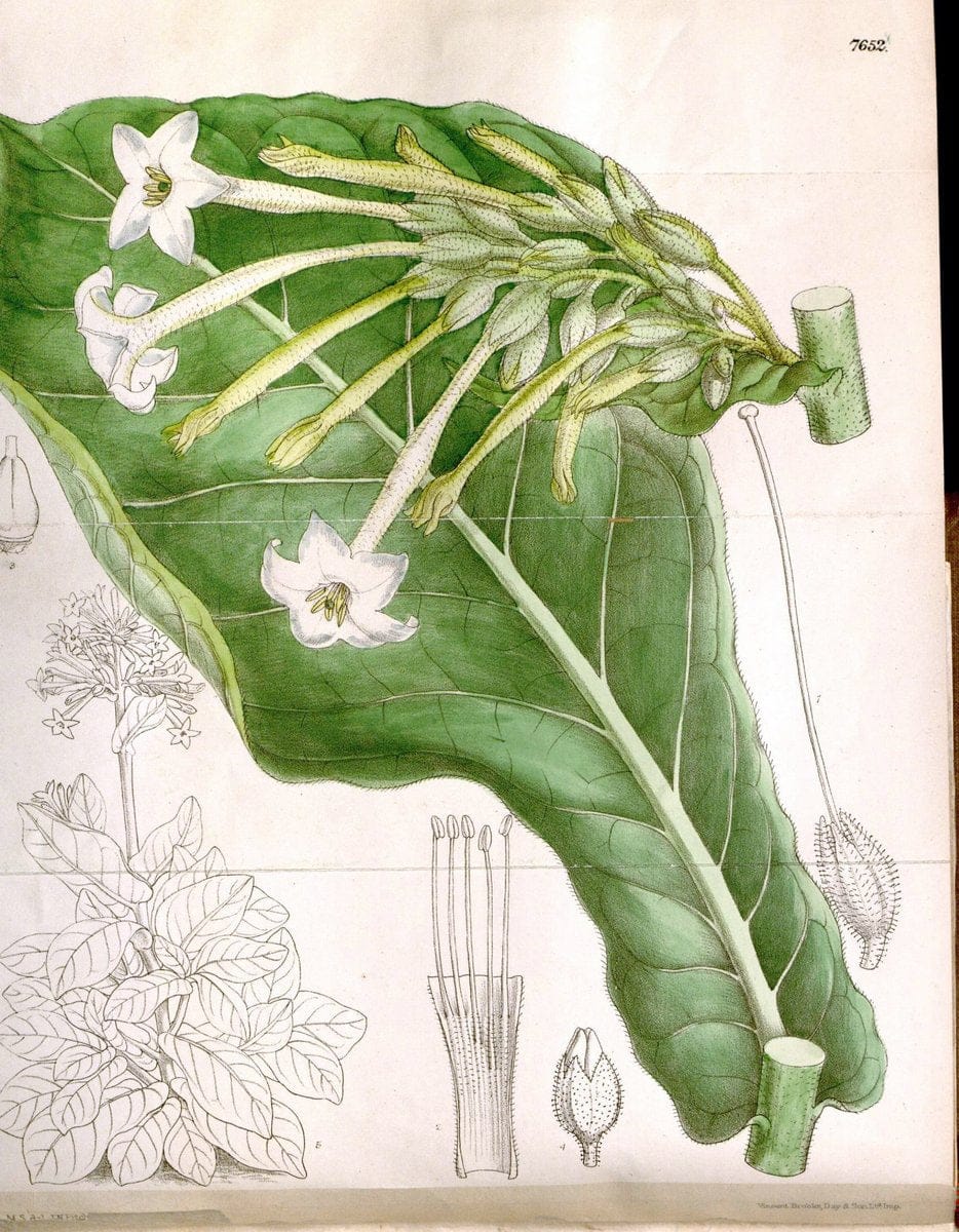 Curtis's botanical magazine. London ; New York [etc.] :Academic Press [etc.]. | "Botanical illustration" Botany Periodicals "Pictorial works" "Plants, Ornamental"  | Vintage Print Reproduction 448821