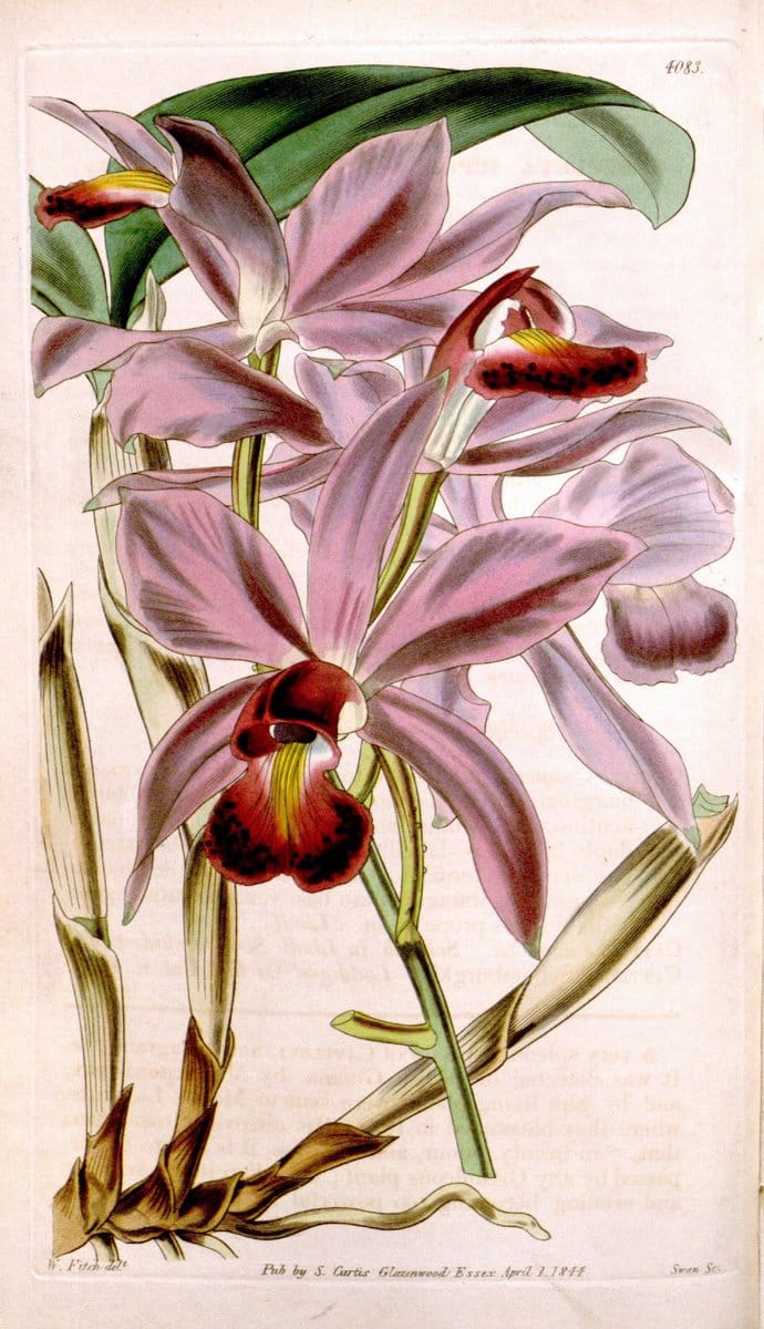 Curtis's botanical magazine. London ; New York [etc.] :Academic Press [etc.]. | "Botanical illustration" Botany Periodicals "Pictorial works" "Plants, Ornamental"  | Vintage Print Reproduction 448822