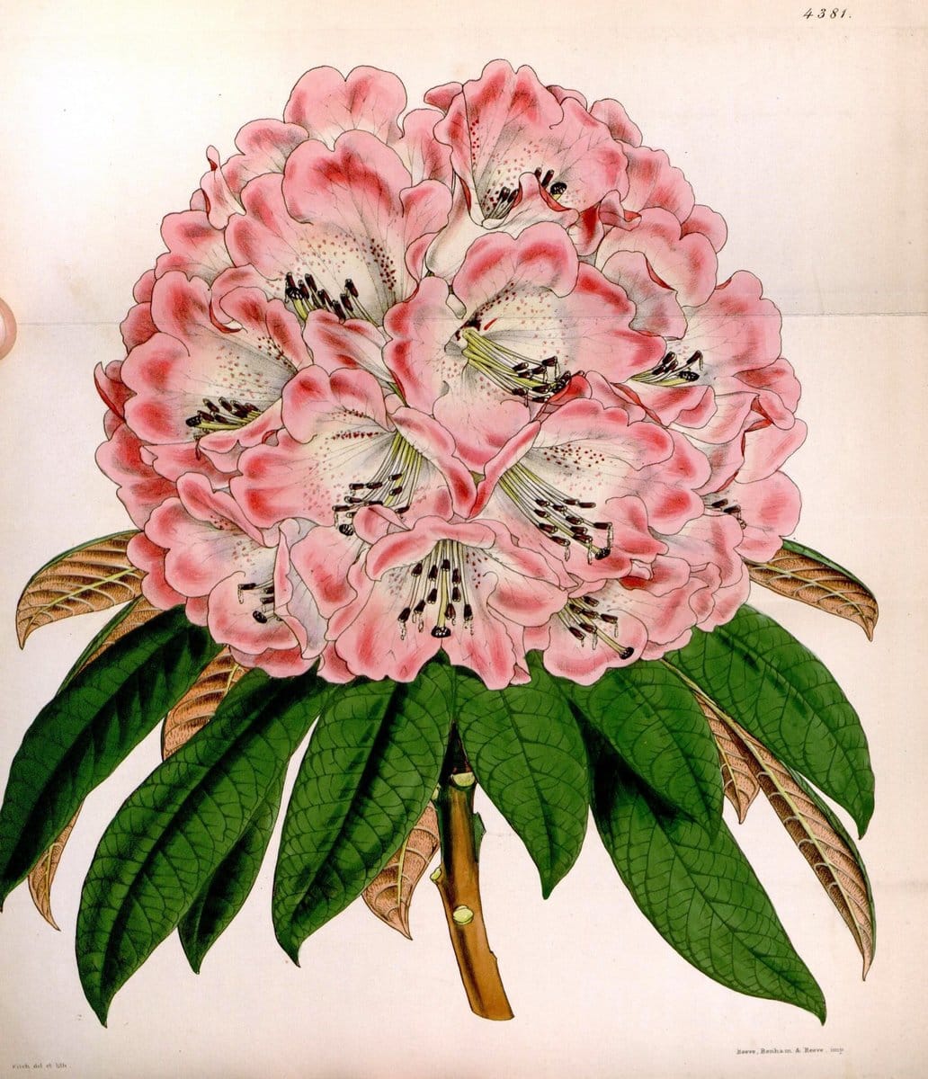 Dragable Image