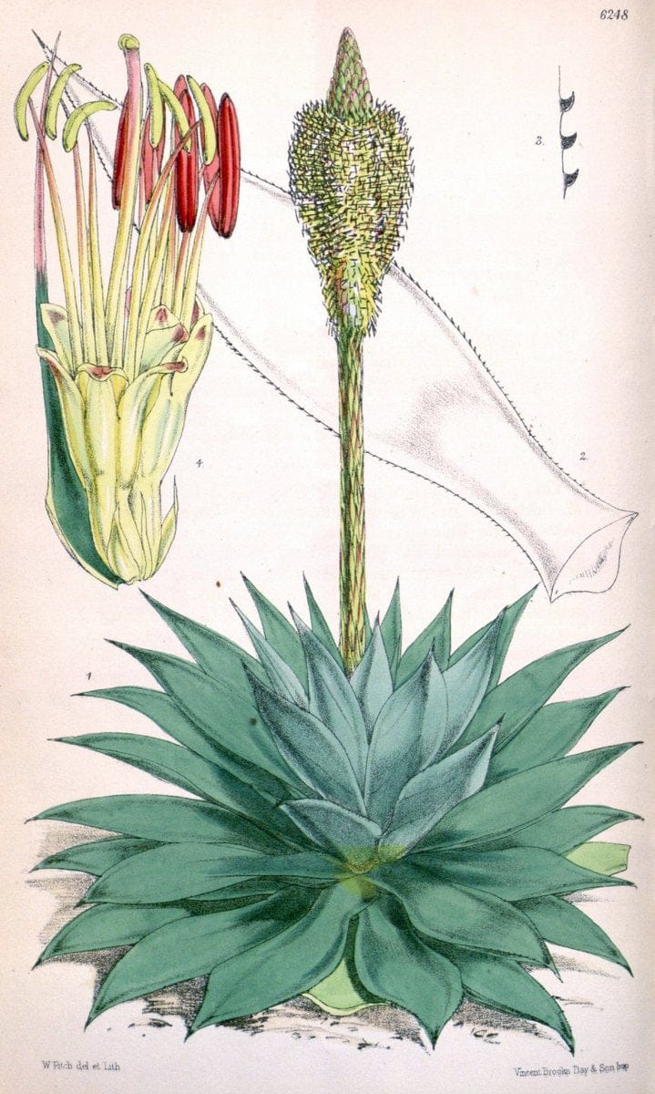 Curtis's botanical magazine. London ; New York [etc.] :Academic Press [etc.]. | "Botanical illustration" Botany Periodicals "Pictorial works" "Plants, Ornamental"  | Vintage Print Reproduction 448826
