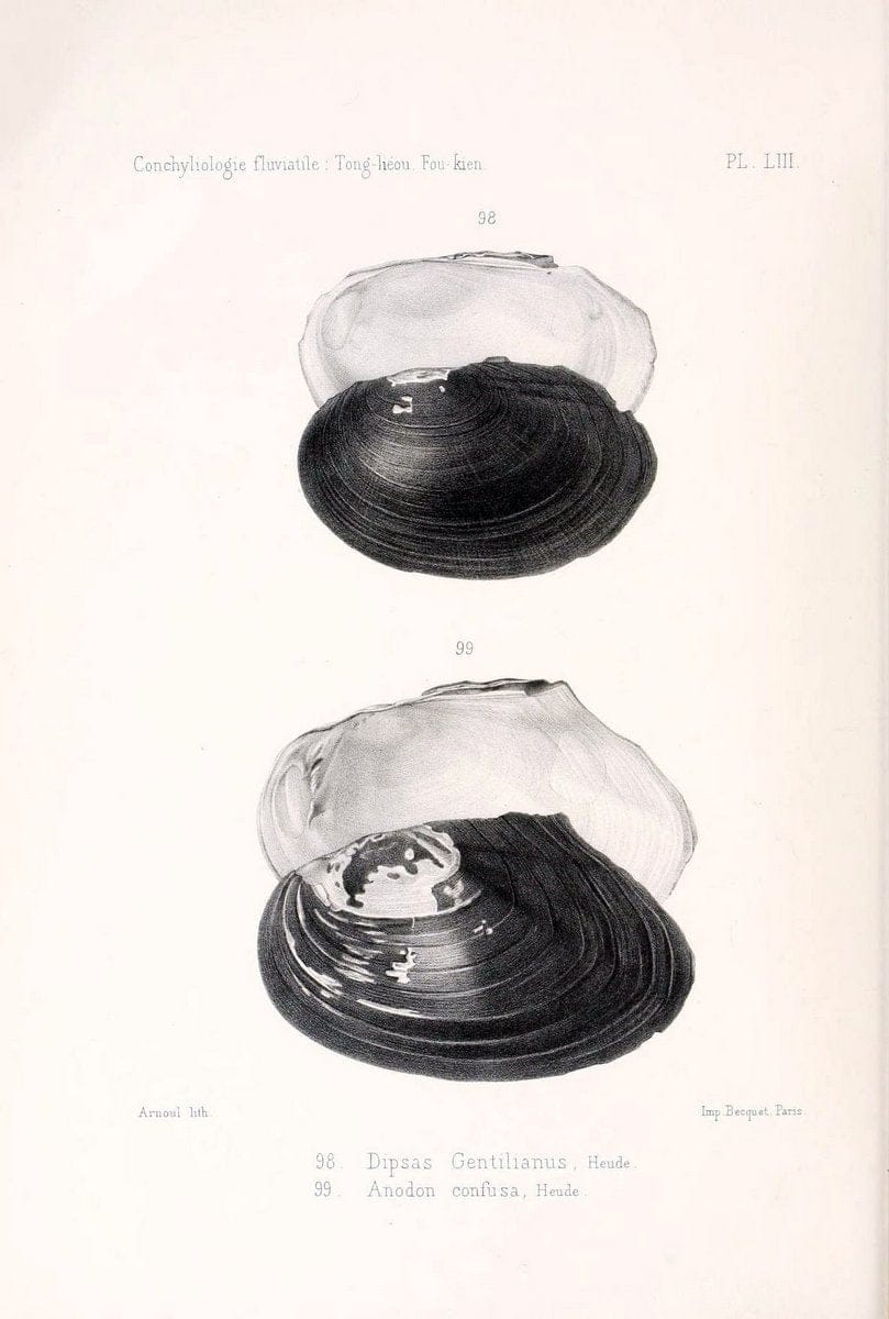 Conchyliologie fluviatile de la province de Nanking et de la Chine centrale /.Paris :Savy,[1875-1885]. | China Mollusks "Nanjing (Jiangsu Sheng)"  | Vintage Print Reproduction 448829
