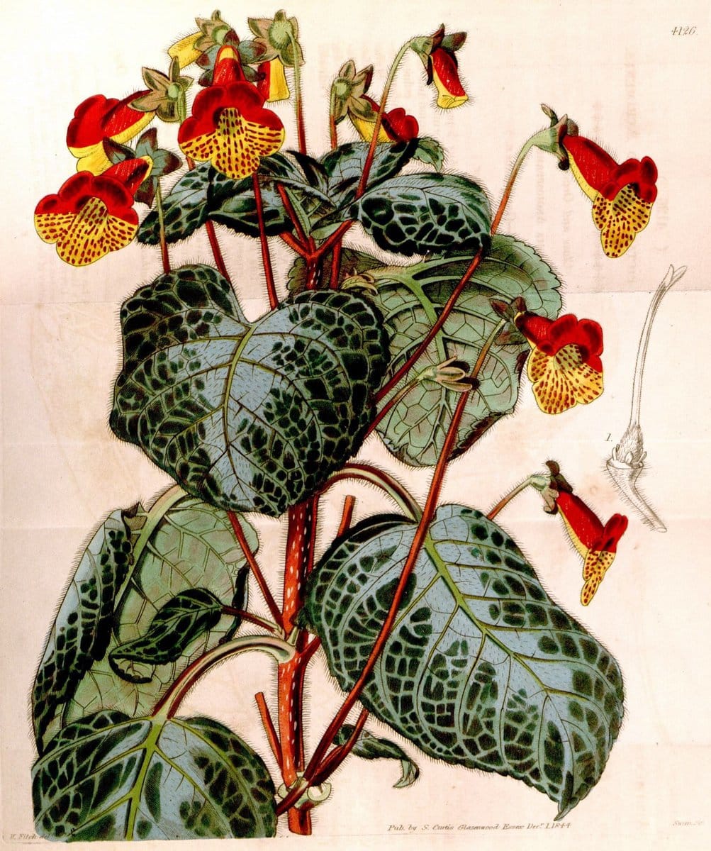 Curtis's botanical magazine. London ; New York [etc.] :Academic Press [etc.]. | "Botanical illustration" Botany Periodicals "Pictorial works" "Plants, Ornamental"  | Vintage Print Reproduction 448830