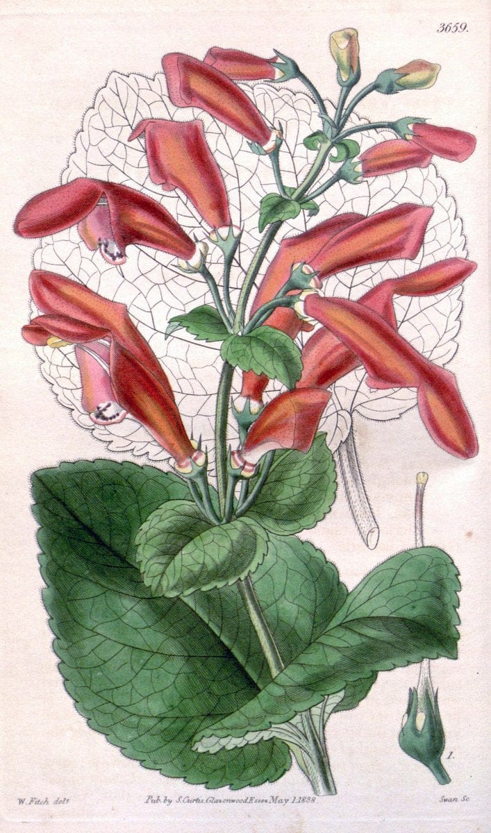 Curtis's botanical magazine..London ;New York [etc.] :Academic Press [etc.]. |  | Vintage Print Reproduction 448831