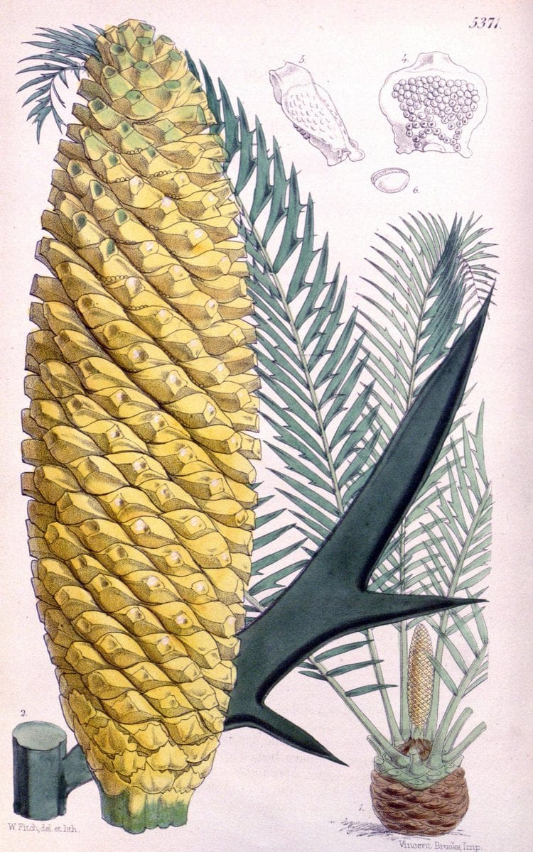Curtis's botanical magazine. London ;New York [etc.] :Academic Press [etc.]. | Botany Periodicals "Pictorial works"  | Vintage Print Reproduction 448833