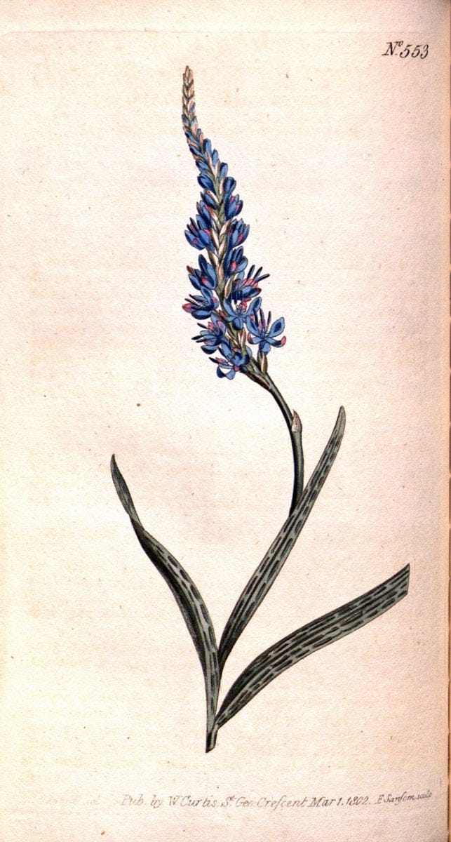Curtis's botanical magazine. London ;New York [etc.] :Academic Press [etc.]. | Botany Periodicals "Pictorial works"  | Vintage Print Reproduction 448836
