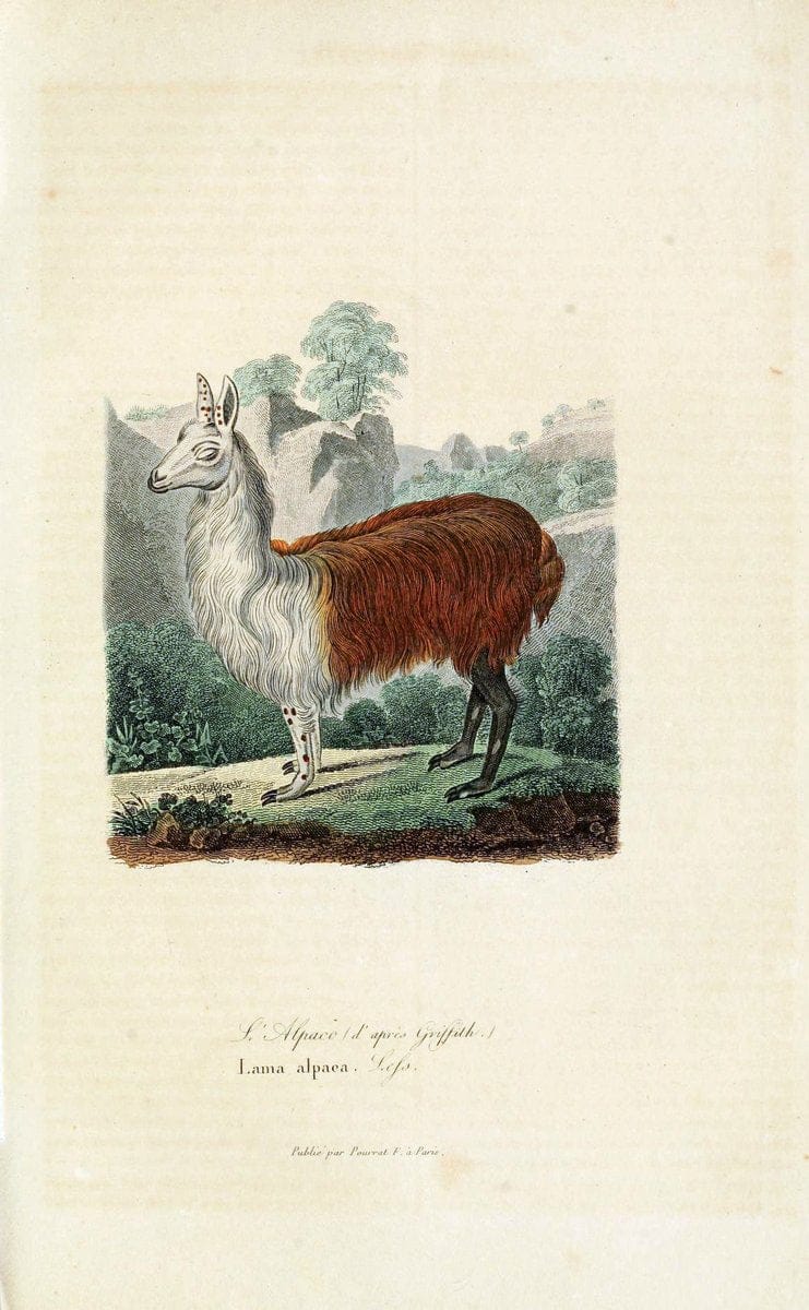 ComplÃ©ments de Buffon. t.1.Paris:P. Pourrat FrÃ¨res,1838. |  | Vintage Print Reproduction 448838