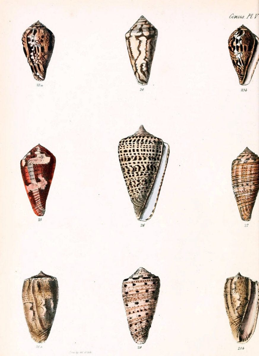 Conchologia iconica, or, Illustrations of the shells of molluscous animals. v.1London :Reeve, Brothers,1843-1878. |  | Vintage Print Reproduction 448842