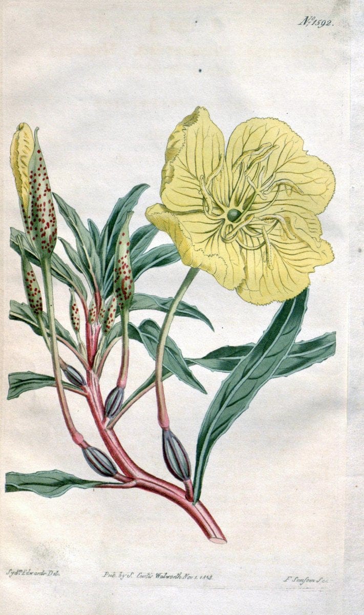 Curtis's botanical magazine. London ; New York [etc.] :Academic Press [etc.]. | "Botanical illustration" Botany Periodicals "Pictorial works" "Plants, Ornamental"  | Vintage Print Reproduction 448846