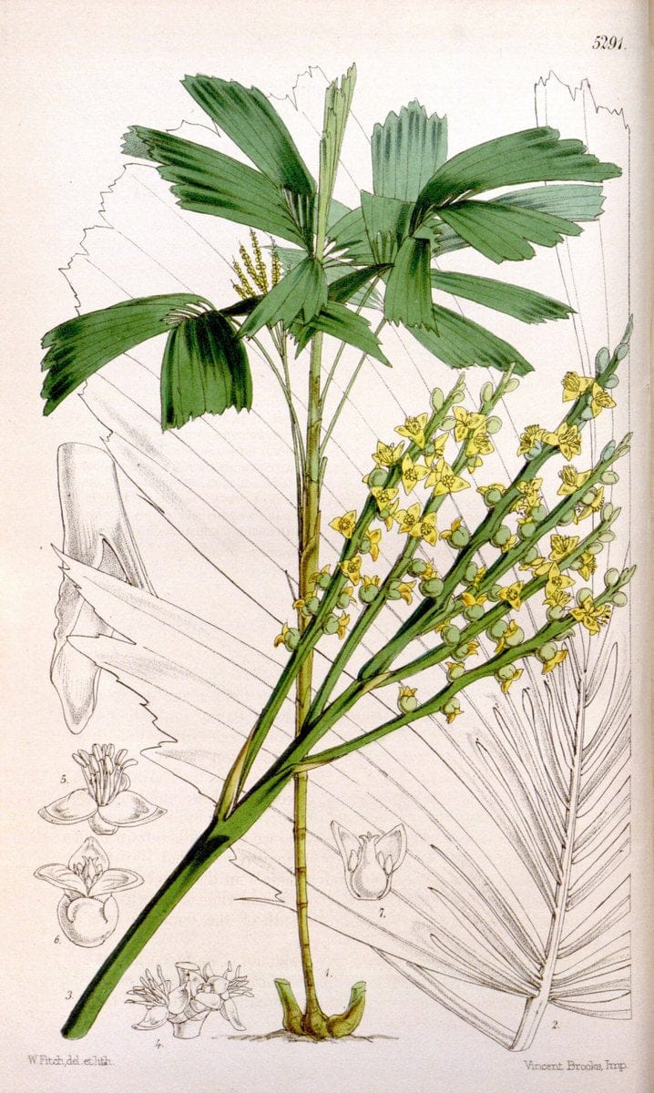 Curtis's botanical magazine. London ; New York [etc.] :Academic Press [etc.]. | "Botanical illustration" Botany Periodicals "Pictorial works" "Plants, Ornamental"  | Vintage Print Reproduction 448847