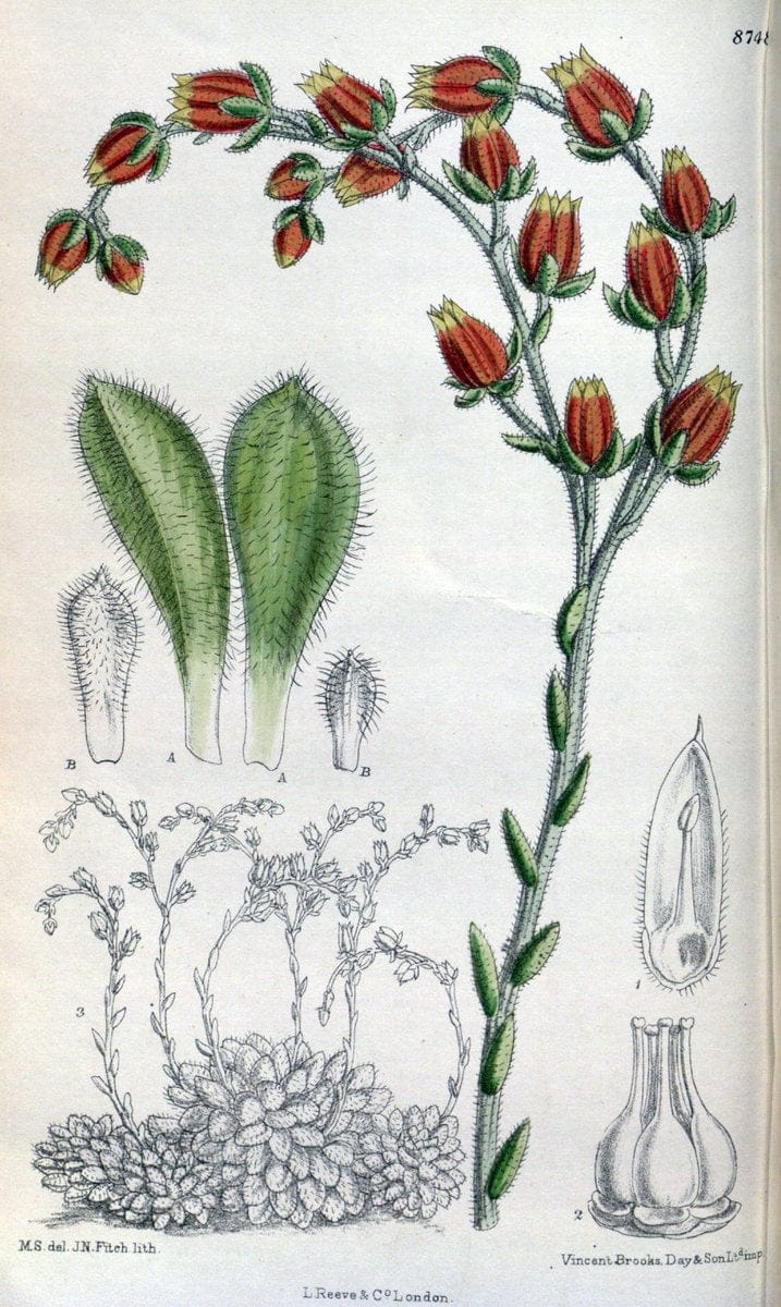 Curtis's botanical magazine. London ; New York [etc.] :Academic Press [etc.]. | "Botanical illustration" Botany Periodicals "Pictorial works" "Plants, Ornamental"  | Vintage Print Reproduction 448849