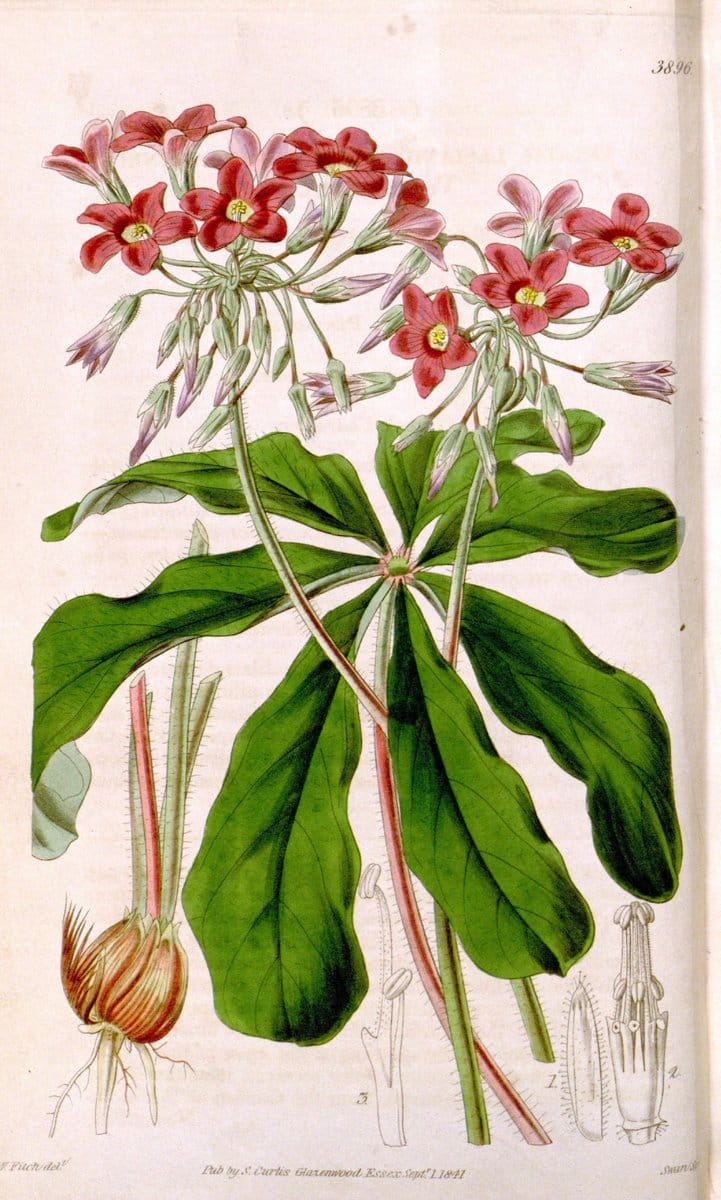 Curtis's botanical magazine. London ; New York [etc.] :Academic Press [etc.]. | "Botanical illustration" Botany Periodicals "Pictorial works" "Plants, Ornamental"  | Vintage Print Reproduction 448851