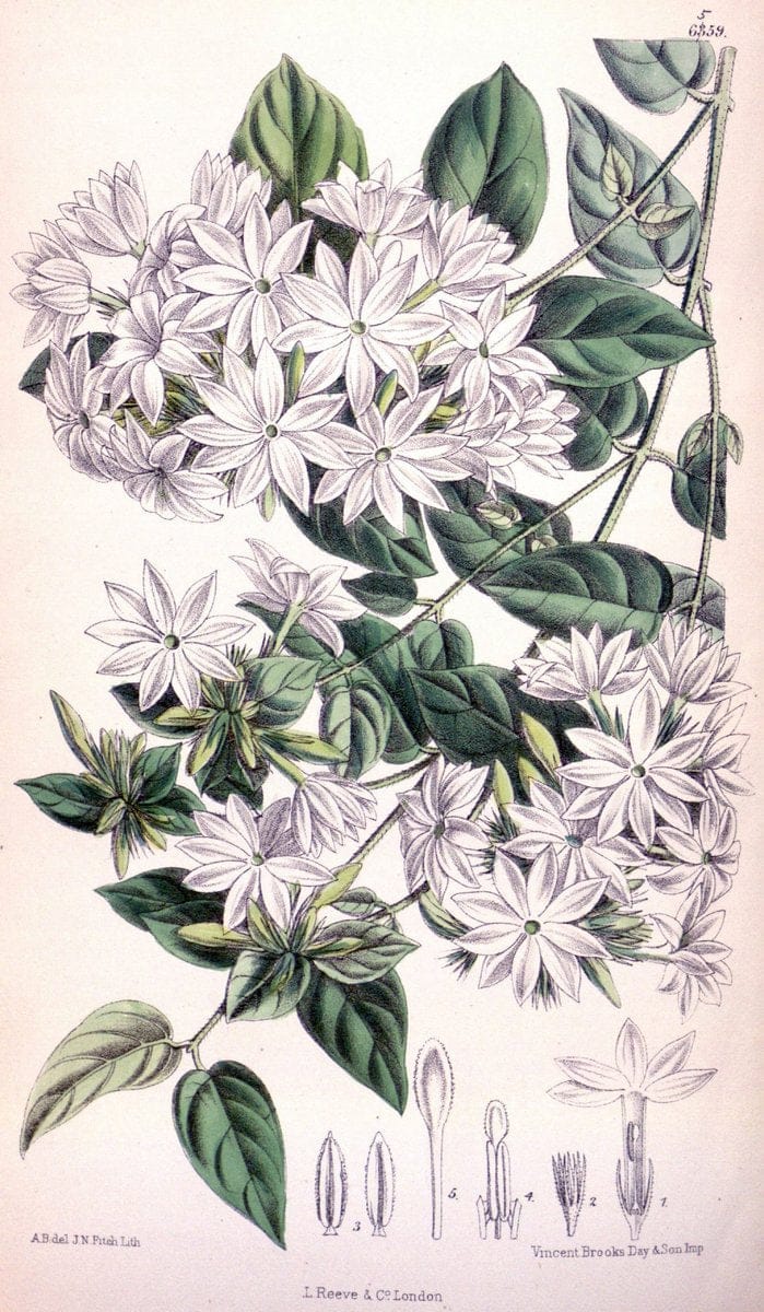 Curtis's botanical magazine. London ; New York [etc.] :Academic Press [etc.]. | "Botanical illustration" Botany Periodicals "Pictorial works" "Plants, Ornamental"  | Vintage Print Reproduction 448852