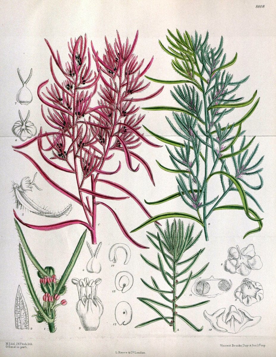 Curtis's botanical magazine. London ; New York [etc.] :Academic Press [etc.]. | "Botanical illustration" Botany Periodicals "Pictorial works" "Plants, Ornamental"  | Vintage Print Reproduction 448853