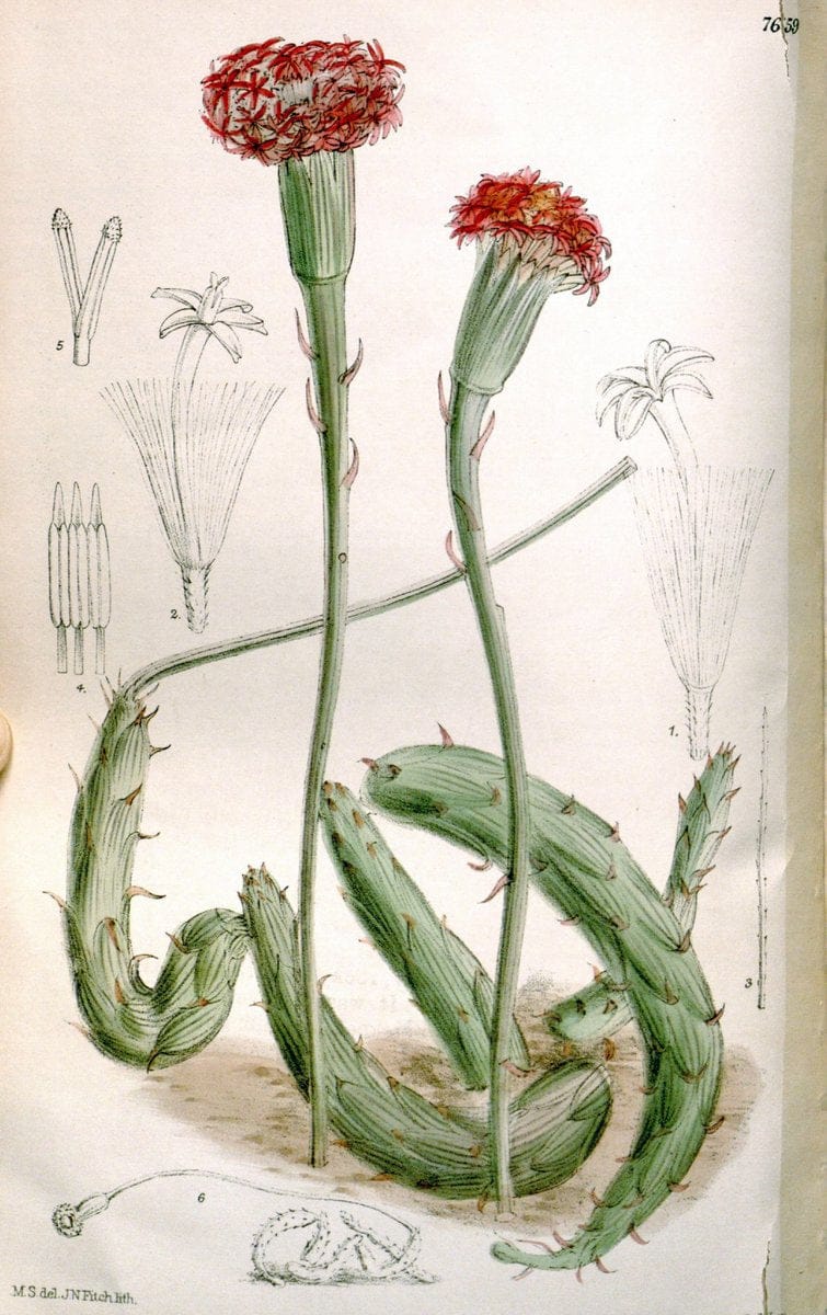Curtis's botanical magazine. London ; New York [etc.] :Academic Press [etc.]. | "Botanical illustration" Botany Periodicals "Pictorial works" "Plants, Ornamental"  | Vintage Print Reproduction 448855