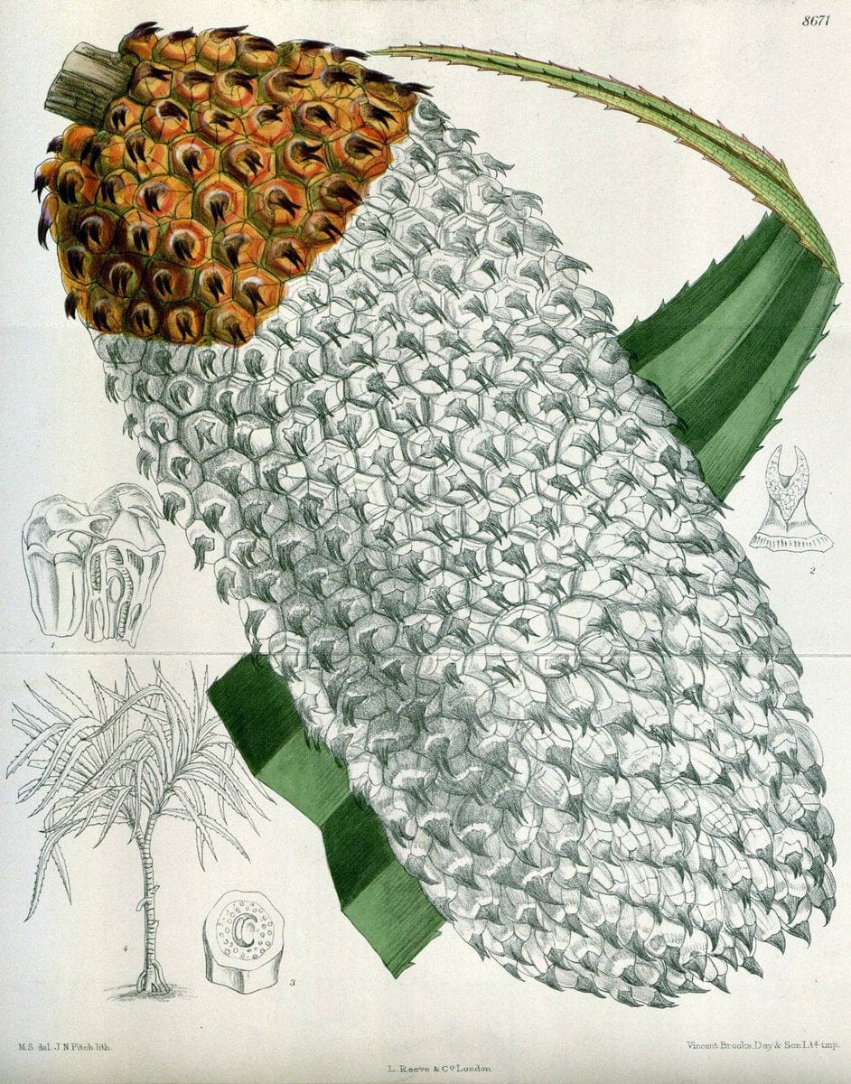 Curtis's botanical magazine. London ; New York [etc.] :Academic Press [etc.]. | "Botanical illustration" Botany Periodicals "Pictorial works" "Plants, Ornamental"  | Vintage Print Reproduction 448856