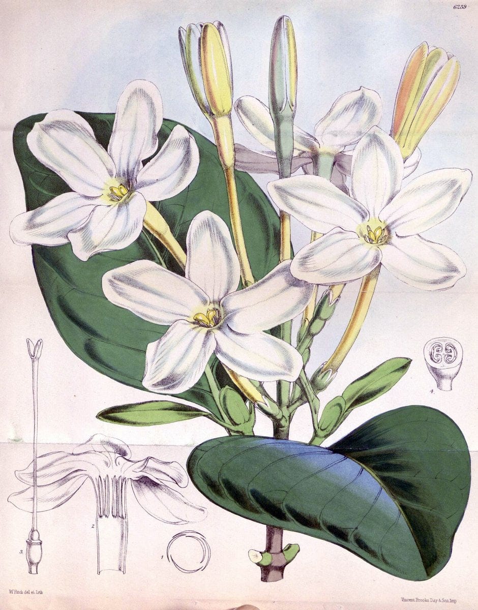 Curtis's botanical magazine. London ; New York [etc.] :Academic Press [etc.]. | "Botanical illustration" Botany Periodicals "Pictorial works" "Plants, Ornamental"  | Vintage Print Reproduction 448857