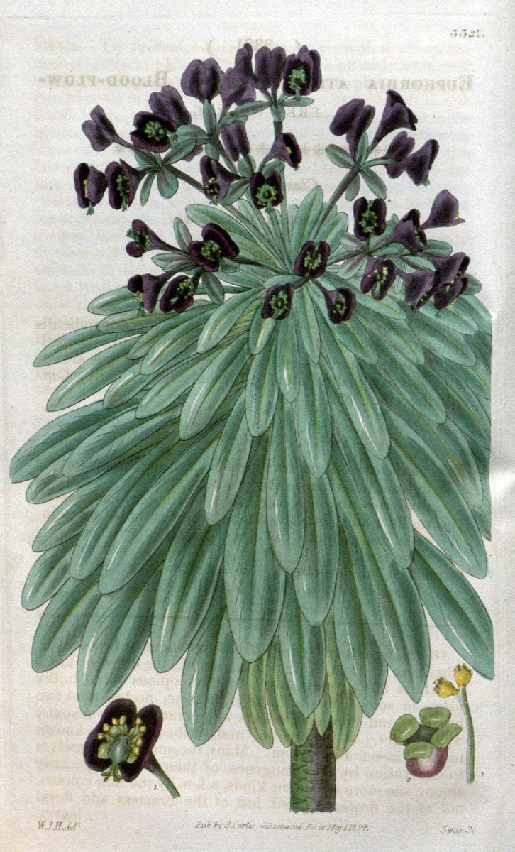 Curtis's botanical magazine..London ;New York [etc.] :Academic Press [etc.]. |  | Vintage Print Reproduction 448863