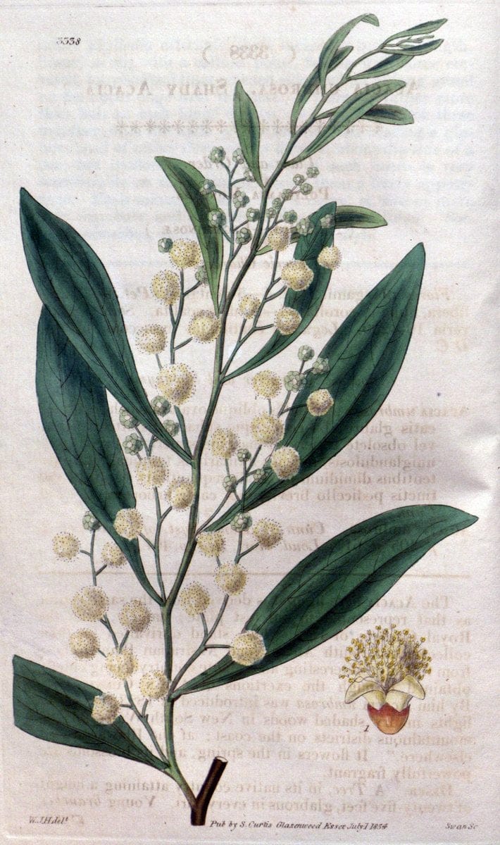 Curtis's botanical magazine..London ;New York [etc.] :Academic Press [etc.]. |  | Vintage Print Reproduction 448864