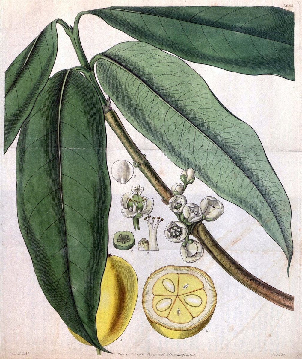 Curtis's botanical magazine..London ;New York [etc.] :Academic Press [etc.]. |  | Vintage Print Reproduction 448865