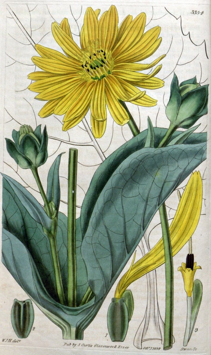 Curtis's botanical magazine..London ;New York [etc.] :Academic Press [etc.]. |  | Vintage Print Reproduction 448866