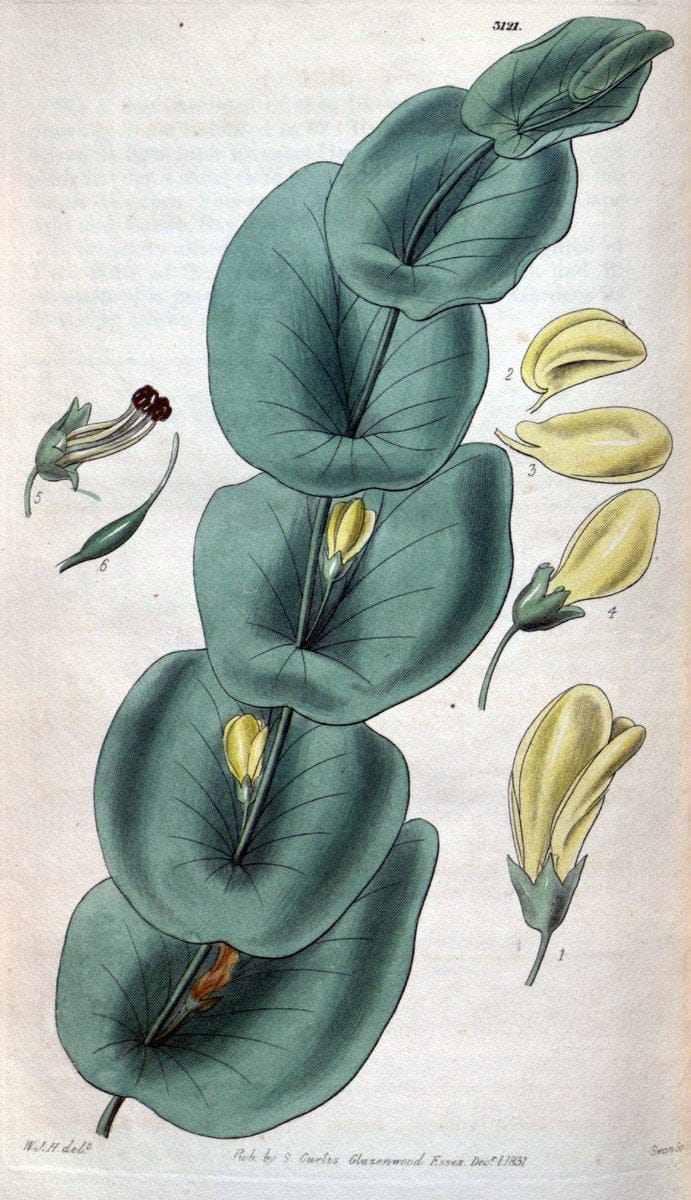 Curtis's botanical magazine..London ;New York [etc.] :Academic Press [etc.]. |  | Vintage Print Reproduction 448867