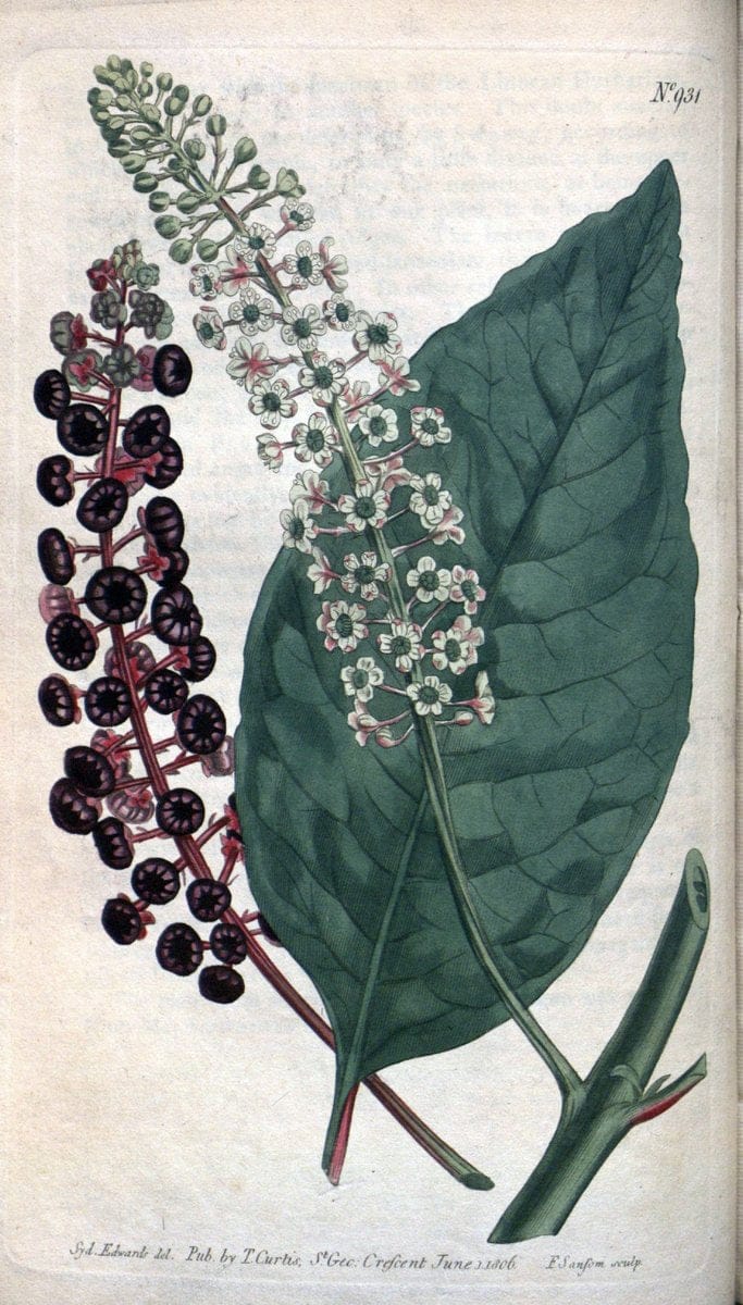Curtis's botanical magazine. London ;New York [etc.] :Academic Press [etc.]. | Botany Periodicals "Pictorial works"  | Vintage Print Reproduction 448869