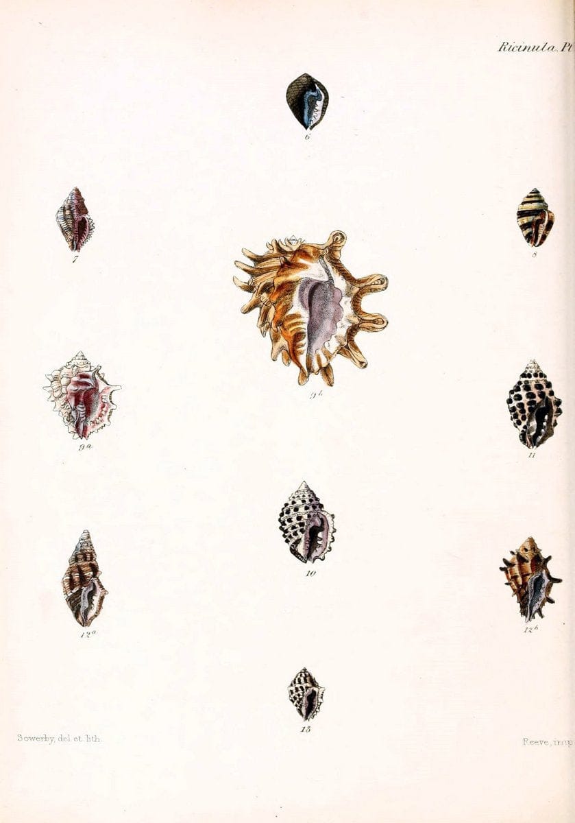 Conchologia iconica, or, Illustrations of the shells of molluscous animals /.London :Reeve, Brothers,1843-1878.. |  | Vintage Print Reproduction 448873