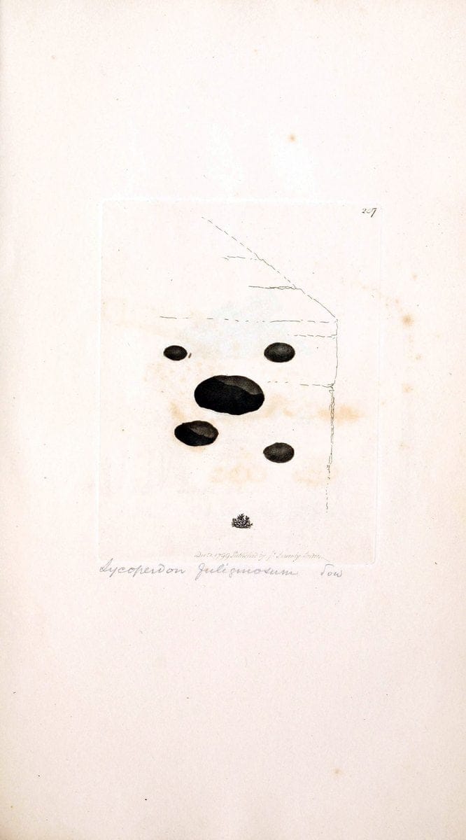 Coloured figures of English fungi or mushrooms. London,Printed by J. Davis,1797-[1809]. | England Mushrooms  | Vintage Print Reproduction 448874